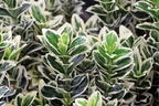 Japanspindel 'White Spire' - Euonymus japonicus 'White Spire'