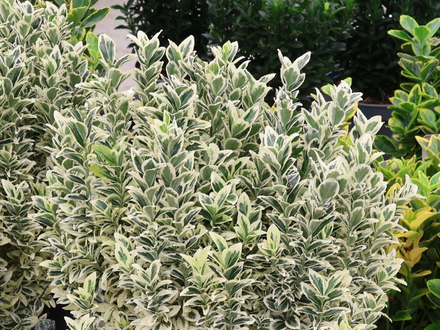 Japanspindel 'White Spire' - Euonymus japonicus 'White Spire'