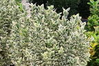 Japanspindel 'White Spire' - Euonymus japonicus 'White Spire'