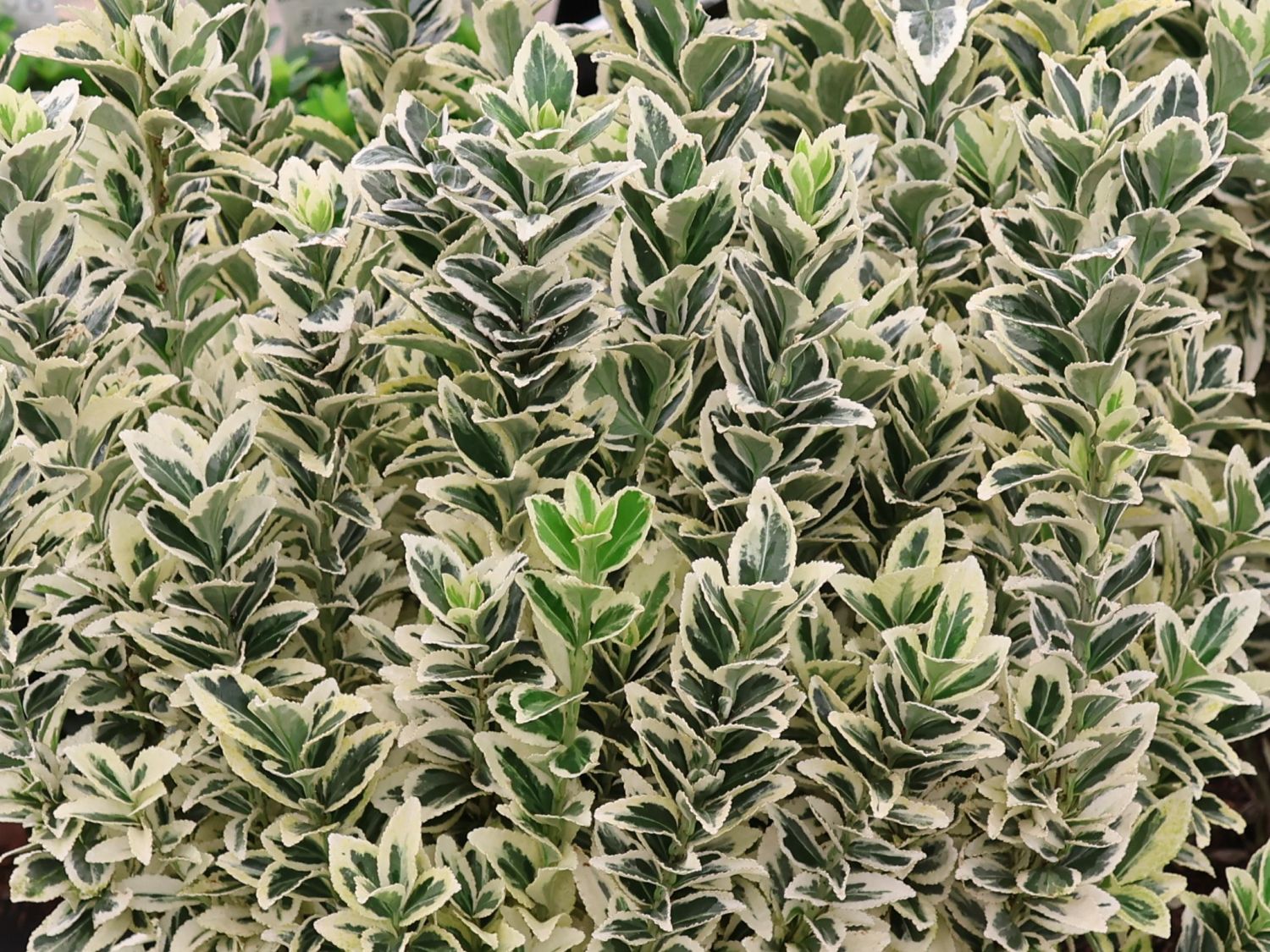 Japanspindel 'White Spire' - Euonymus japonicus 'White Spire'