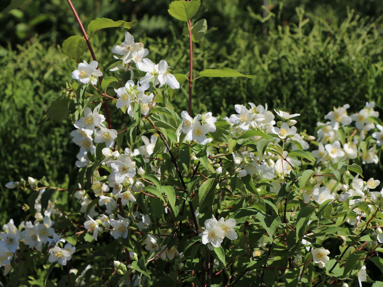 Jasmin 'Lemoinei'