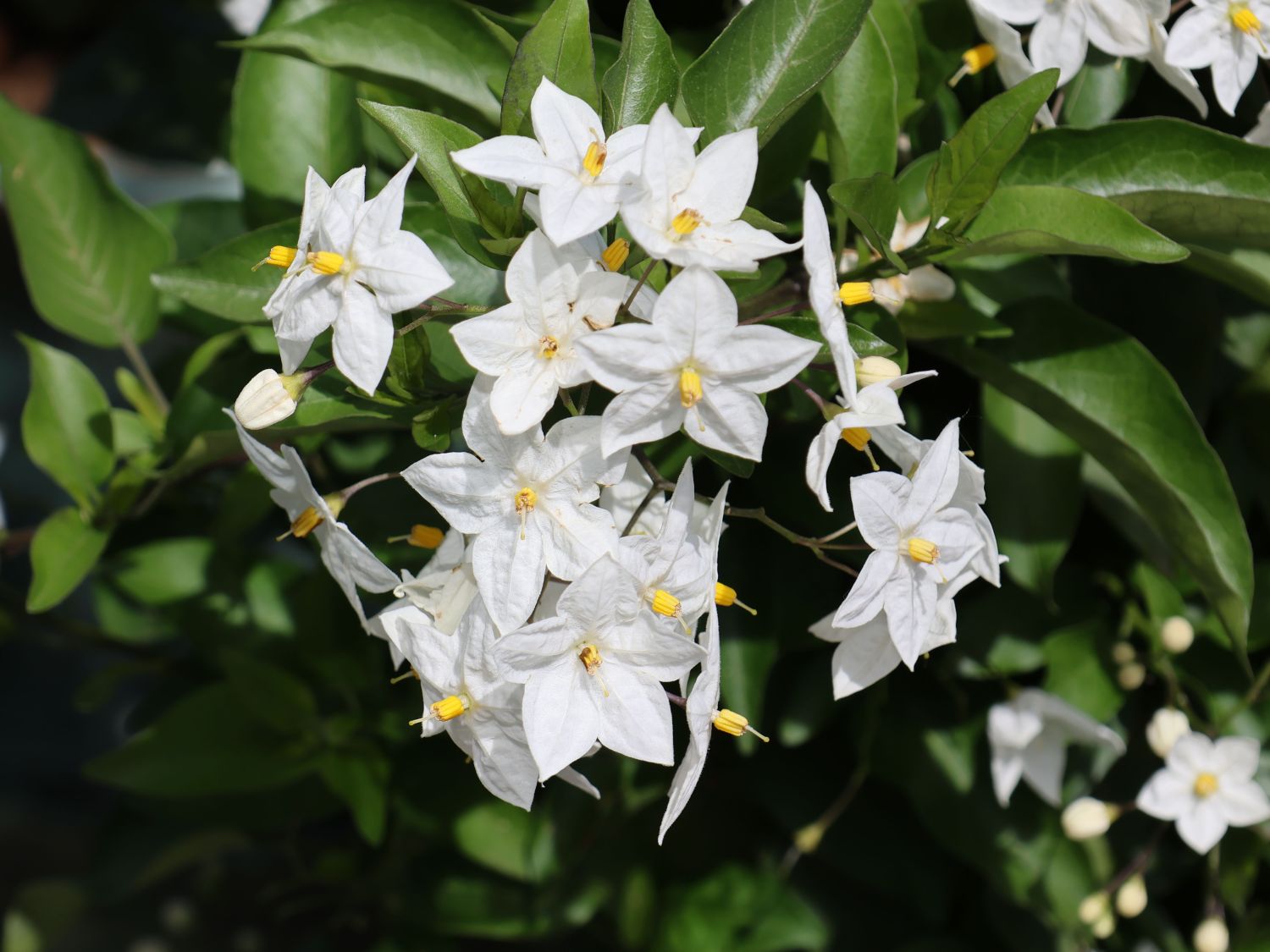 Nachtschatten (Solanum)
