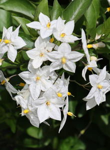 Nachtschatten (Solanum)