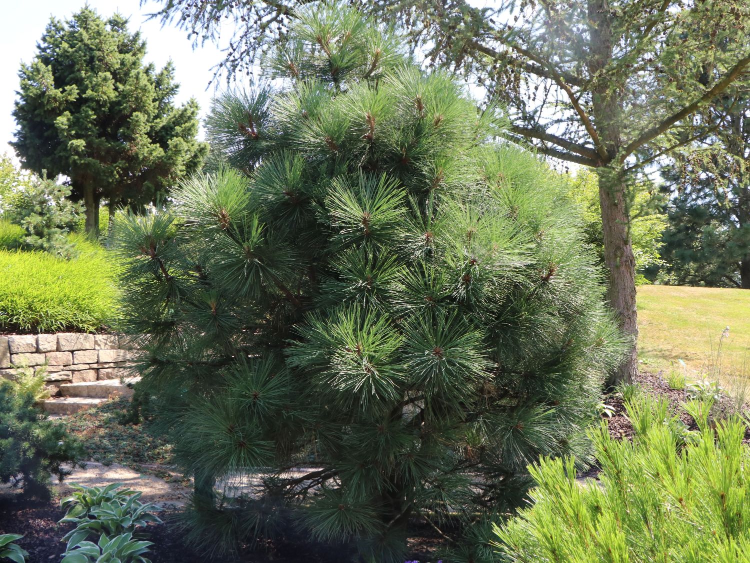 Jeffrey-Kiefer 'Joppi'