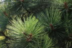 Jeffrey-Kiefer 'Joppi' - Pinus jeffreyi 'Joppi'