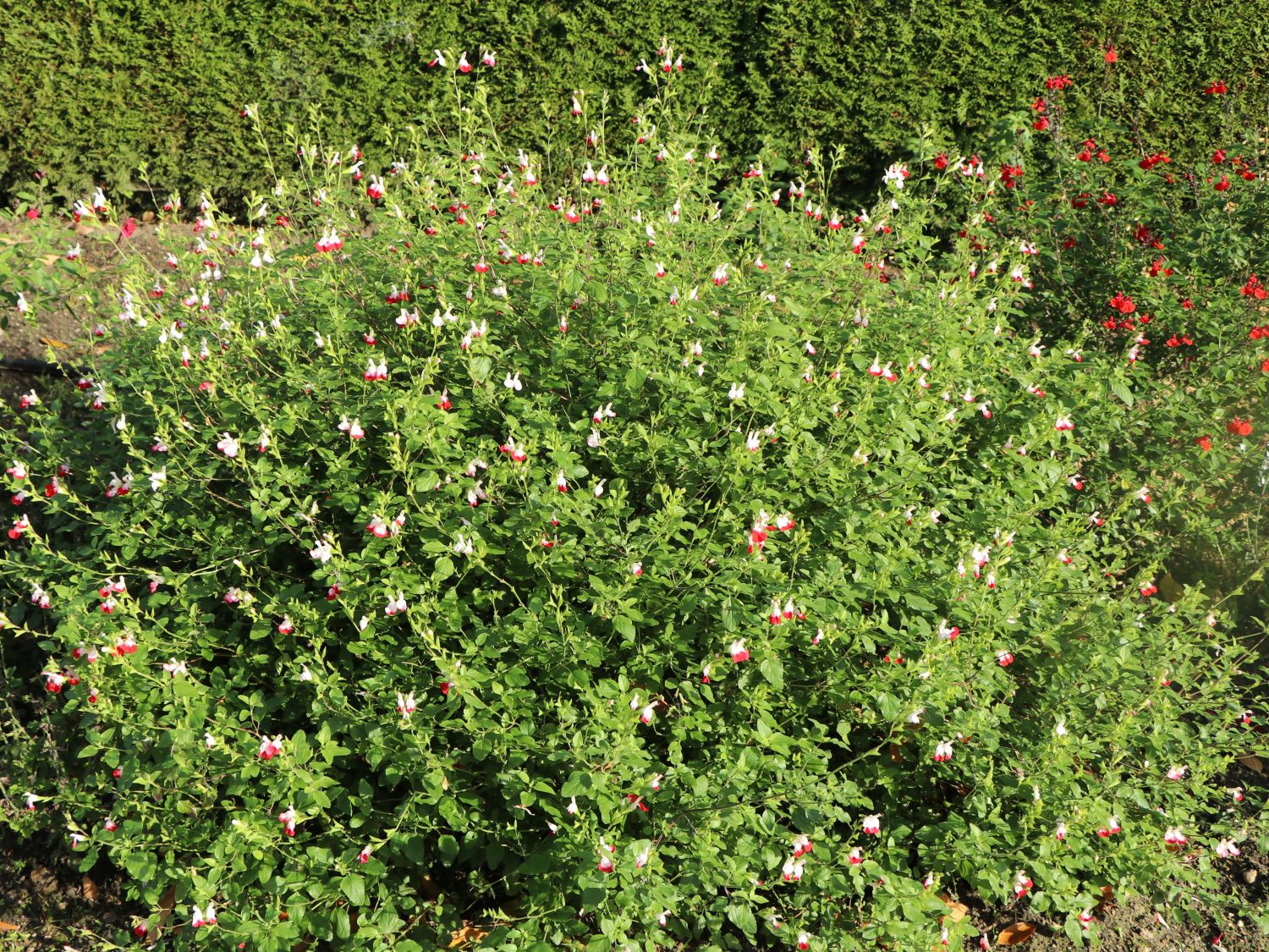 Johannisbeer-Salbei 'Hot Lips'