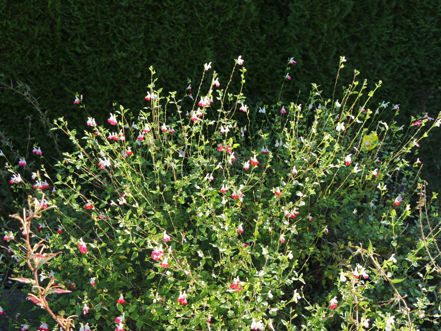 JohannisbeerSalbei 'Hot Lips' Schönste Stauden & Expertenwissen