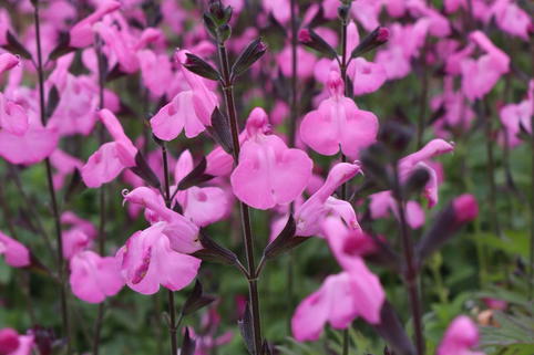 Johannisbeer-Salbei 'Pink Dream' - Salvia microphylla 'Pink Dream'