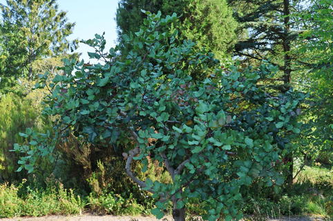 Johannisbrotbaum - Ceratonia siliqua