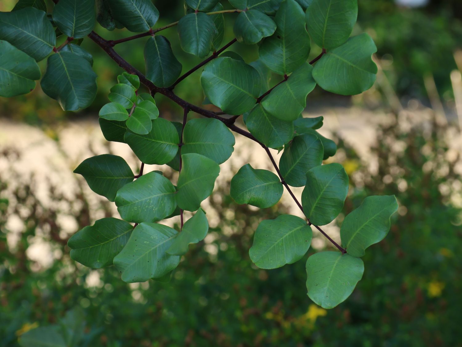 Johannisbrotbaum - Ceratonia siliqua