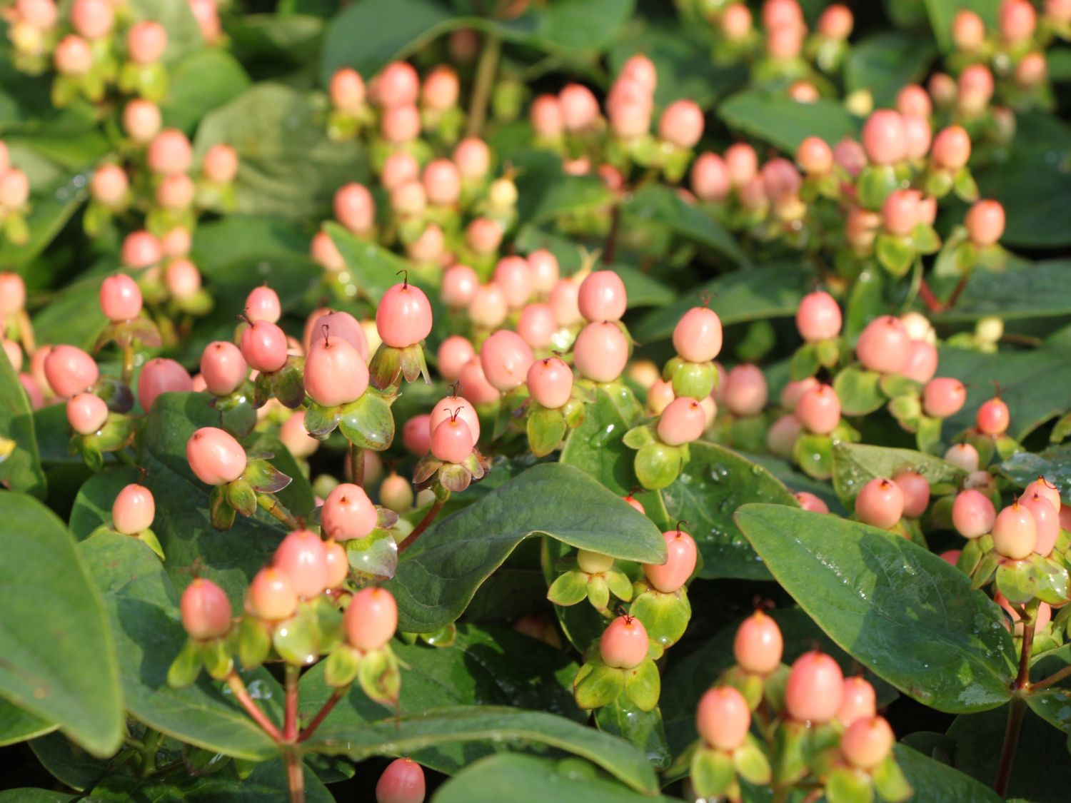 Echtes Johanniskraut 'Miracle Blossom' - Hypericum perforatum 'Miracle Blossom'