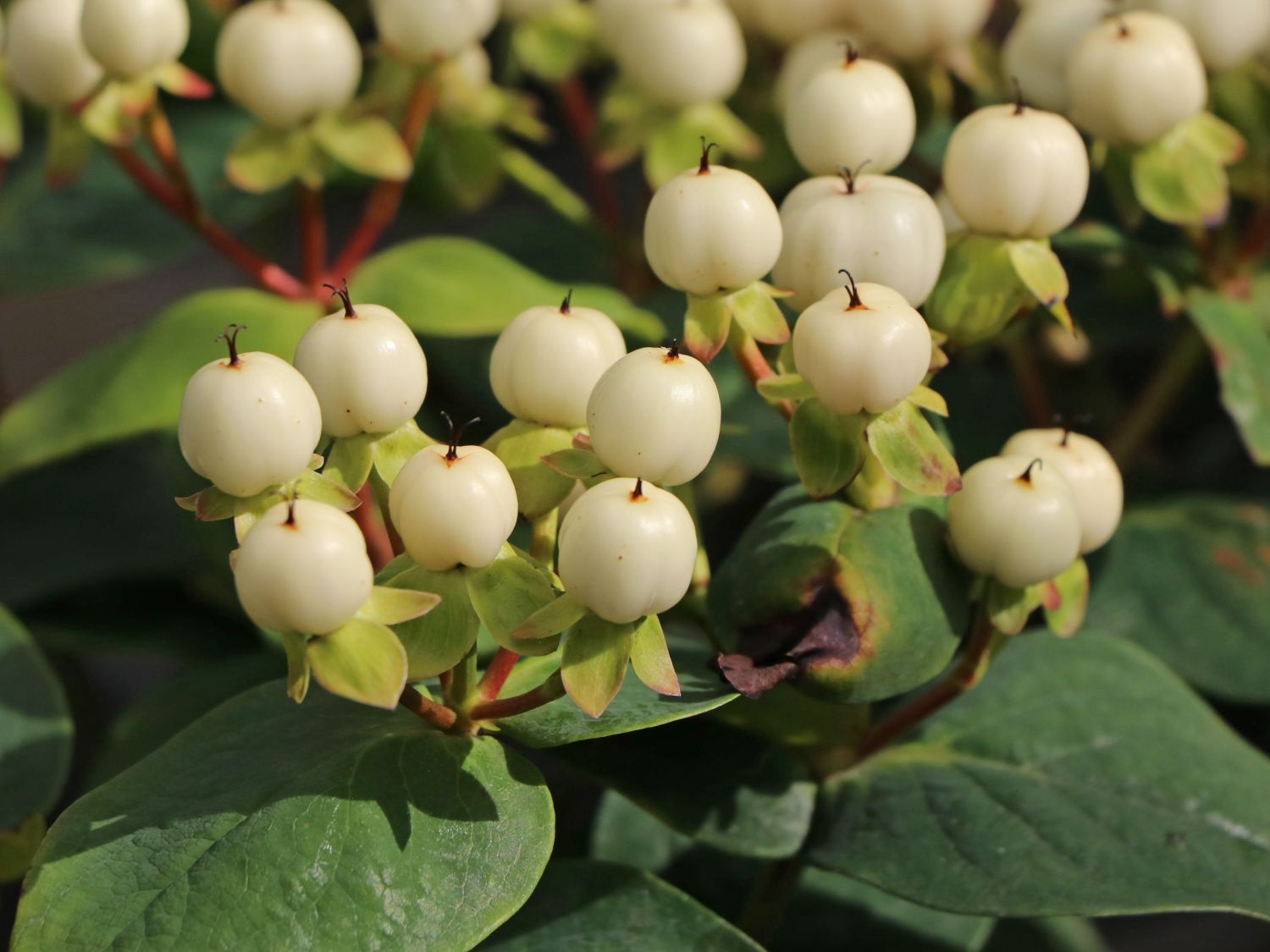 Johanniskraut 'Miracle Blizz'