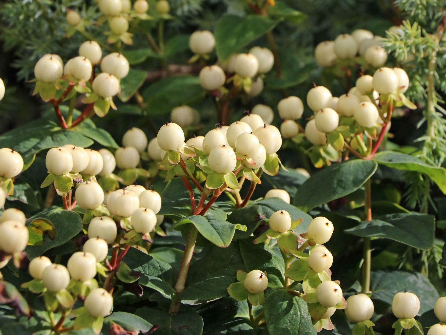 Johanniskraut 'Miracle Blizz' - Hypericum 'Miracle Blizz'