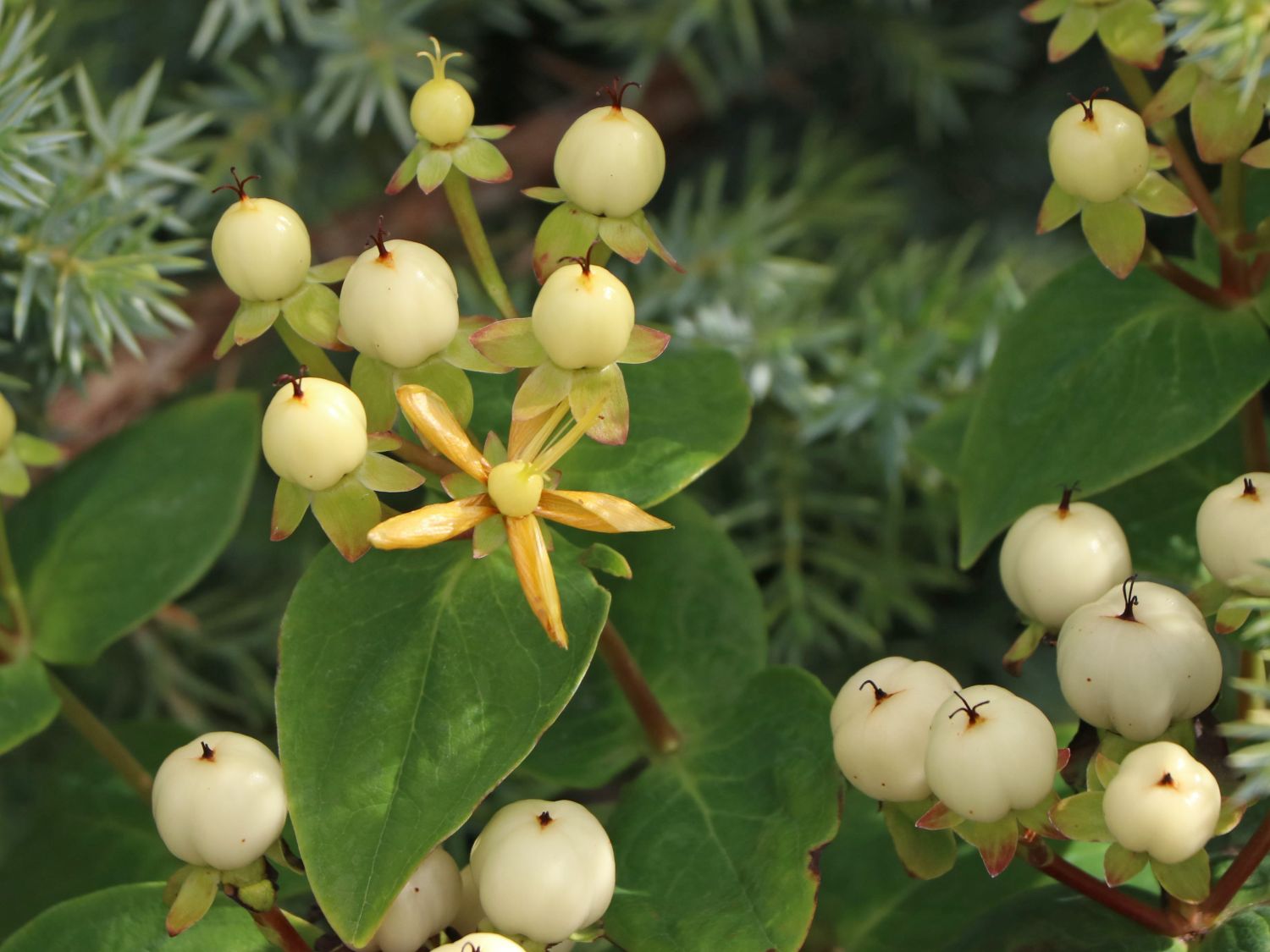Johanniskraut 'Miracle Blizz' - Hypericum 'Miracle Blizz'