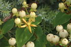 Johanniskraut 'Miracle Blizz' - Hypericum 'Miracle Blizz'