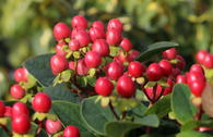 Johanniskraut 'Miracle Grandeur'