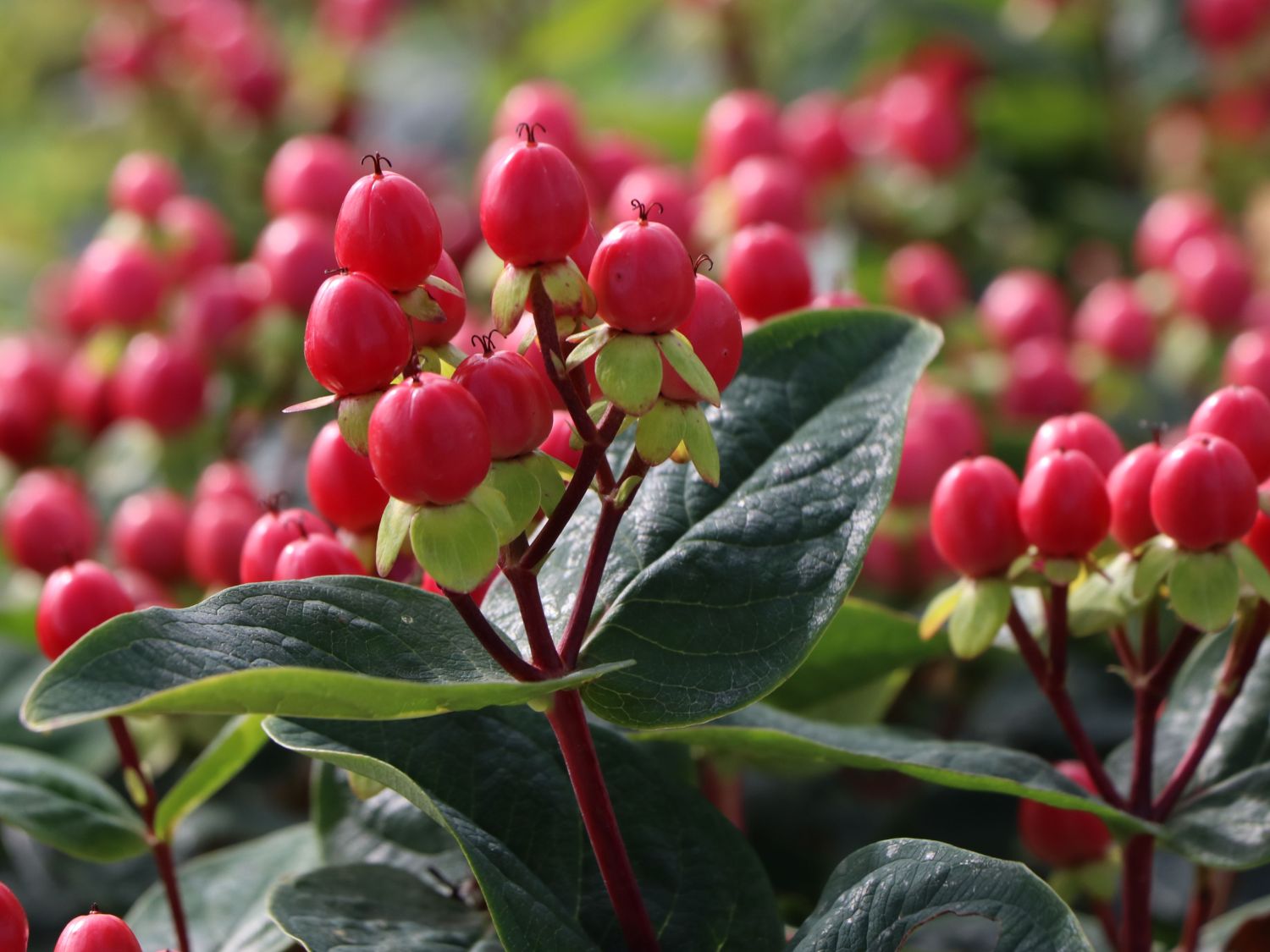 Johanniskraut 'Miracle Grandeur' - Hypericum 'Miracle Grandeur'