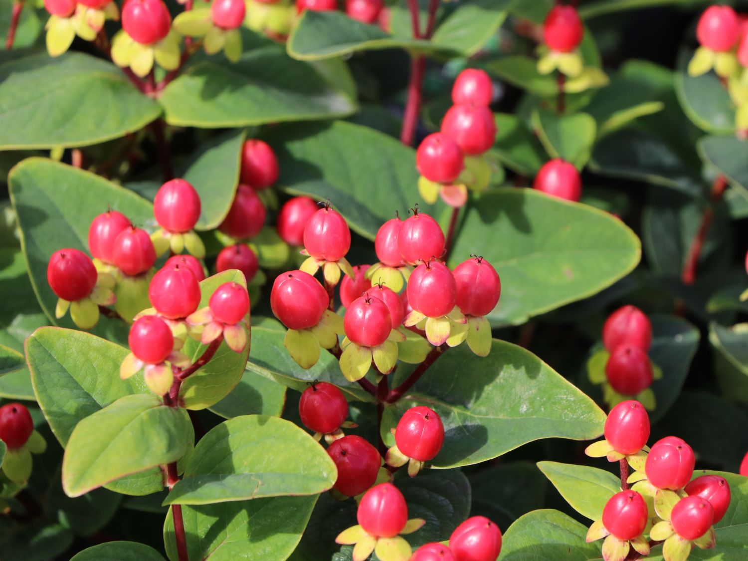 Johanniskraut 'Miracle Grandeur' - Hypericum 'Miracle Grandeur'