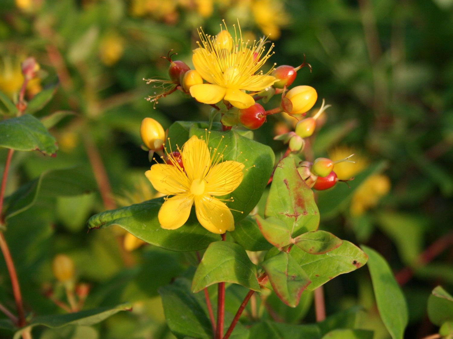 Blut-Johanniskraut  / Mannsblut 'Excellent Flair' - Hypericum androsaemum 'Excellent Flair'