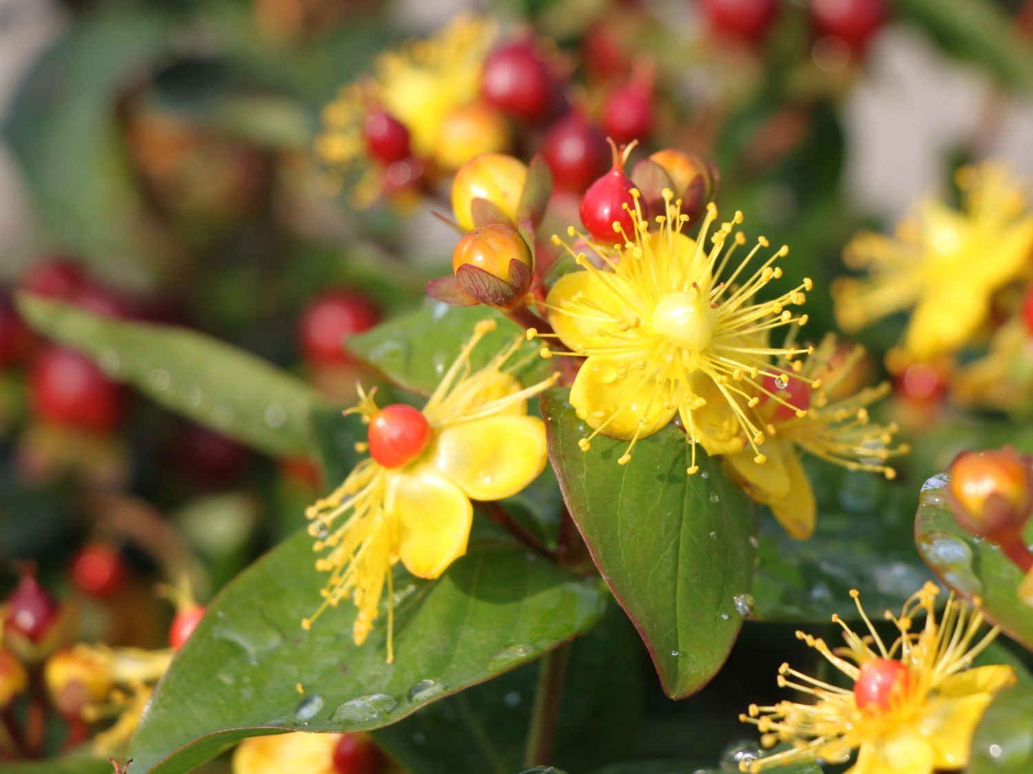 Johanniskraut 'Miracle Marvel'