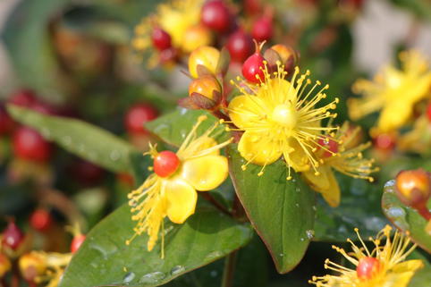 Johanniskraut 'Miracle Marvel' - Hypericum 'Miracle Marvel'