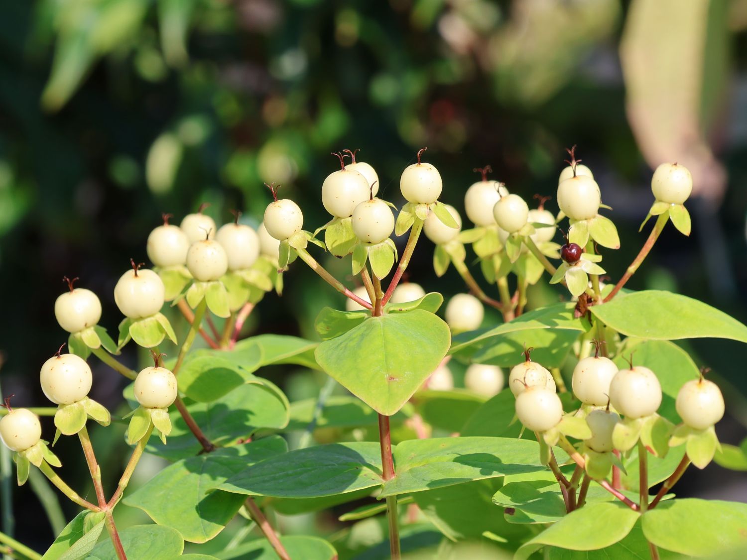 Johanniskraut 'Miracle Blizz' - Hypericum 'Miracle Blizz'