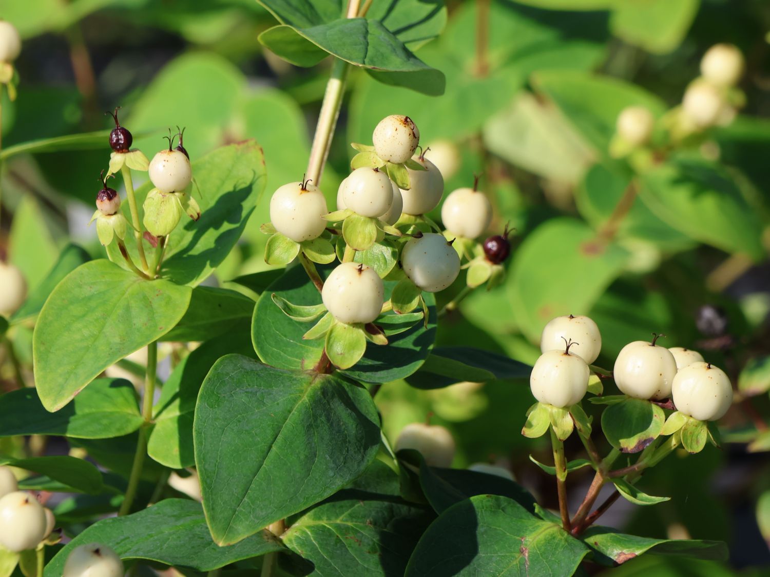 Johanniskraut 'Miracle Blizz' - Hypericum 'Miracle Blizz'