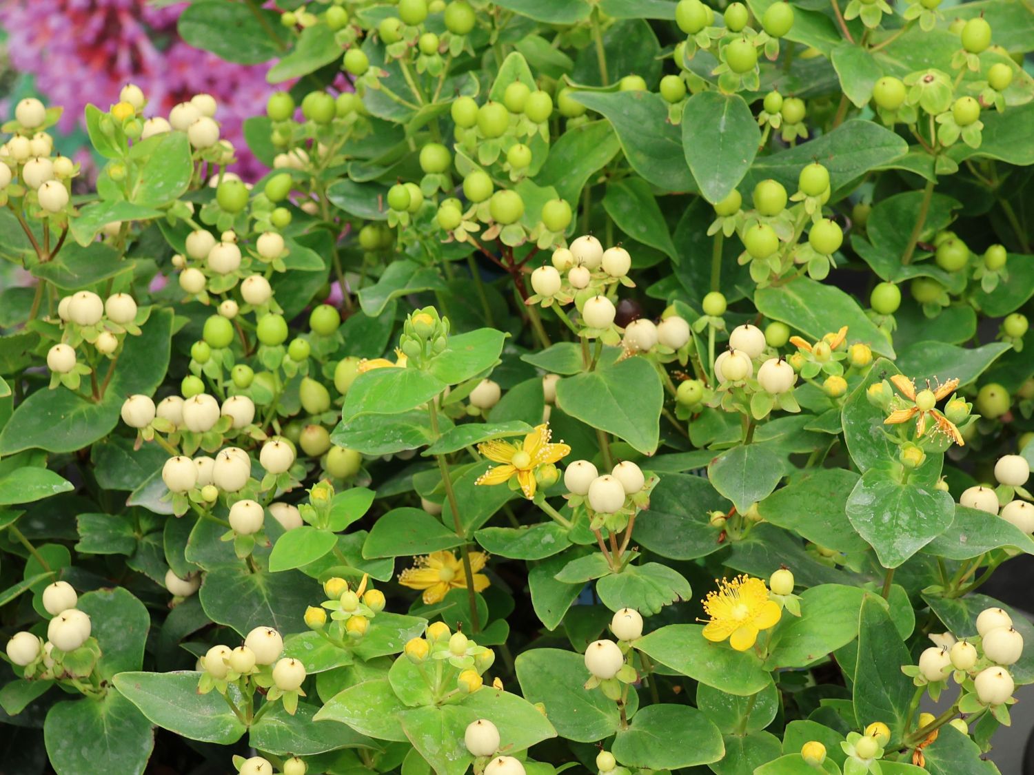 Johanniskraut 'Miracle Blizz' - Hypericum 'Miracle Blizz'