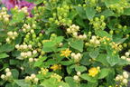Johanniskraut 'Miracle Blizz' - Hypericum 'Miracle Blizz'