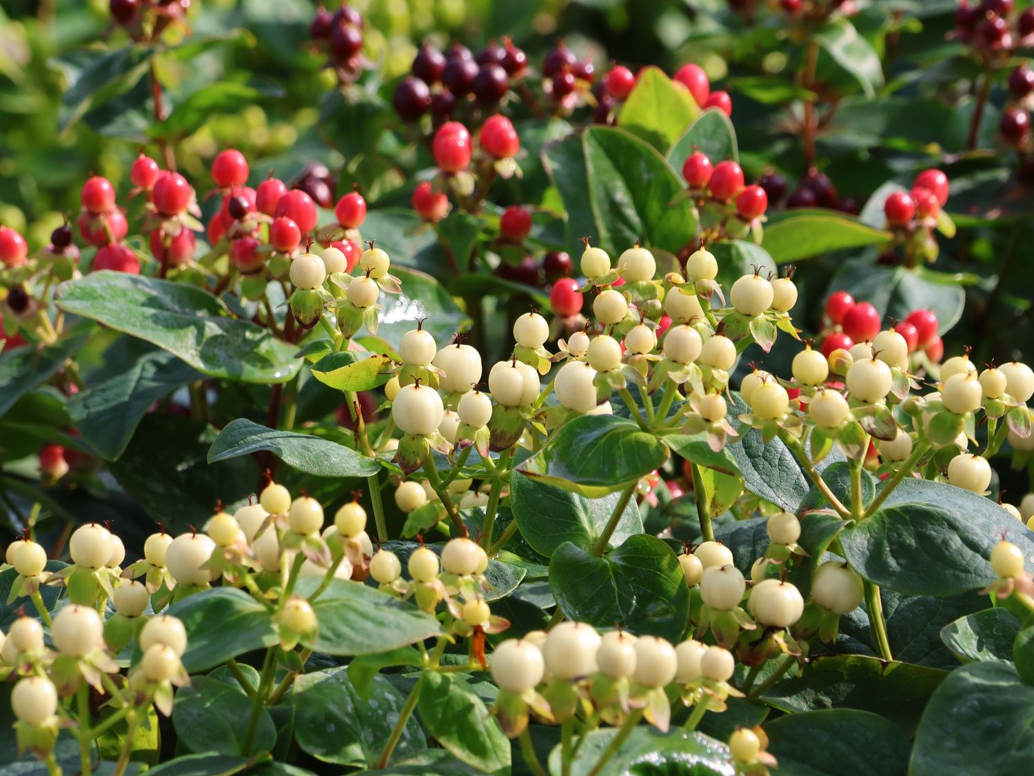 Johanniskraut 'Miracle Blizz' - Hypericum 'Miracle Blizz'