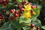 Johanniskraut 'Miracle Marvel' - Hypericum 'Miracle Marvel'