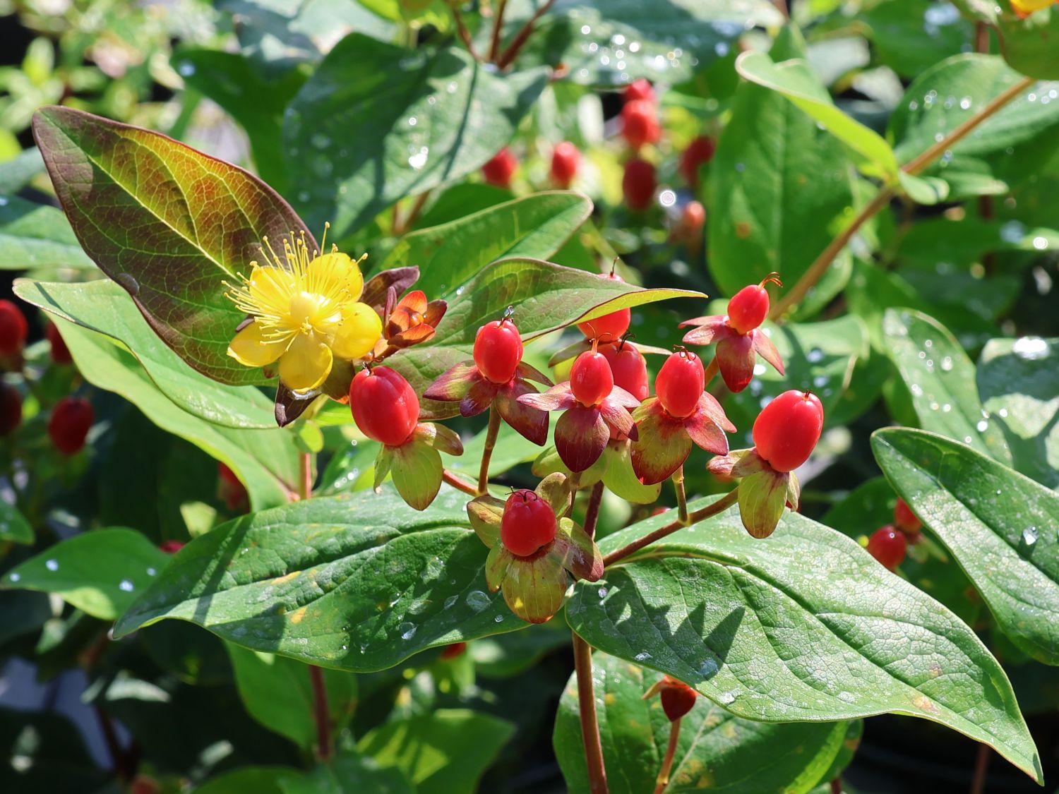 Johanniskraut 'Orange Flair'