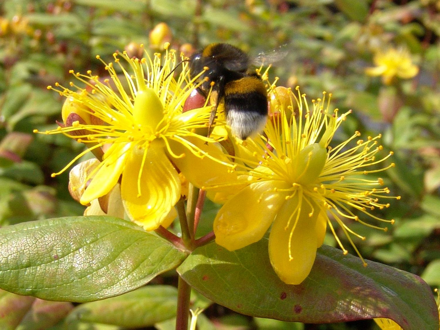 Johanniskrautgewächse (Hypericaceae)