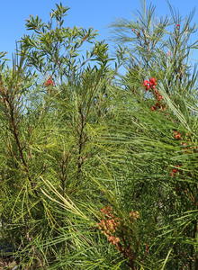Grevilleen (Grevillea)