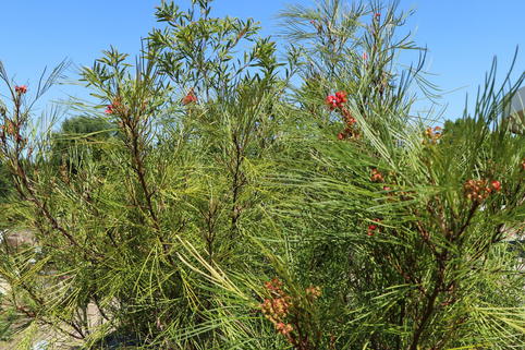 Johnson's Silbereiche - Grevillea johnsonii