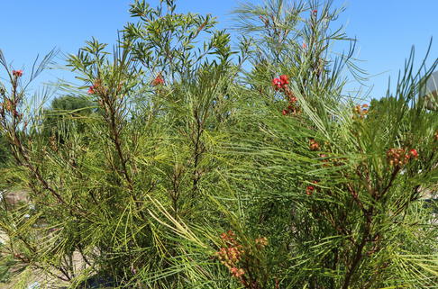 Johnson's Silbereiche - Grevillea johnsonii
