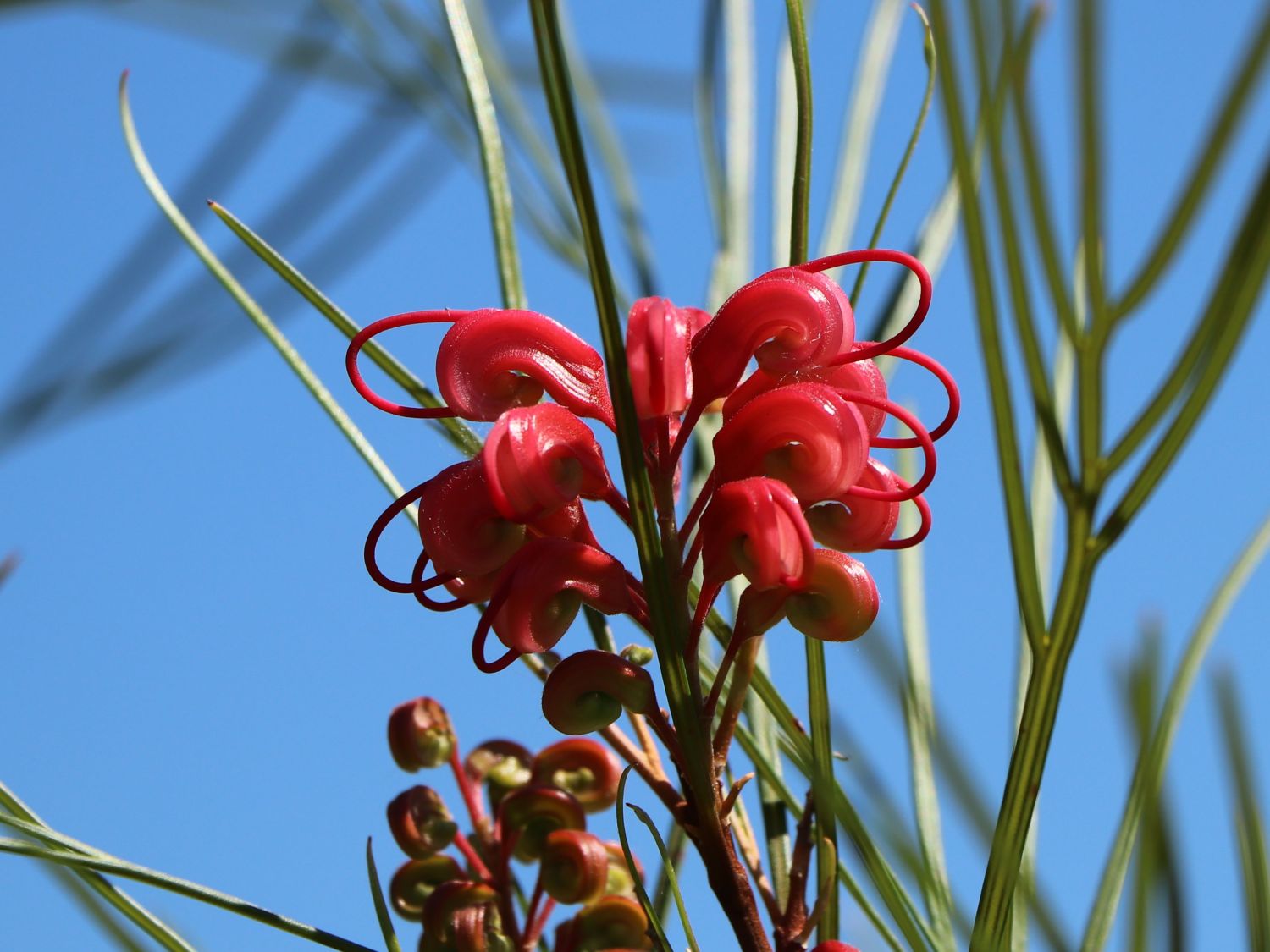 Johnson's Silbereiche - Grevillea johnsonii