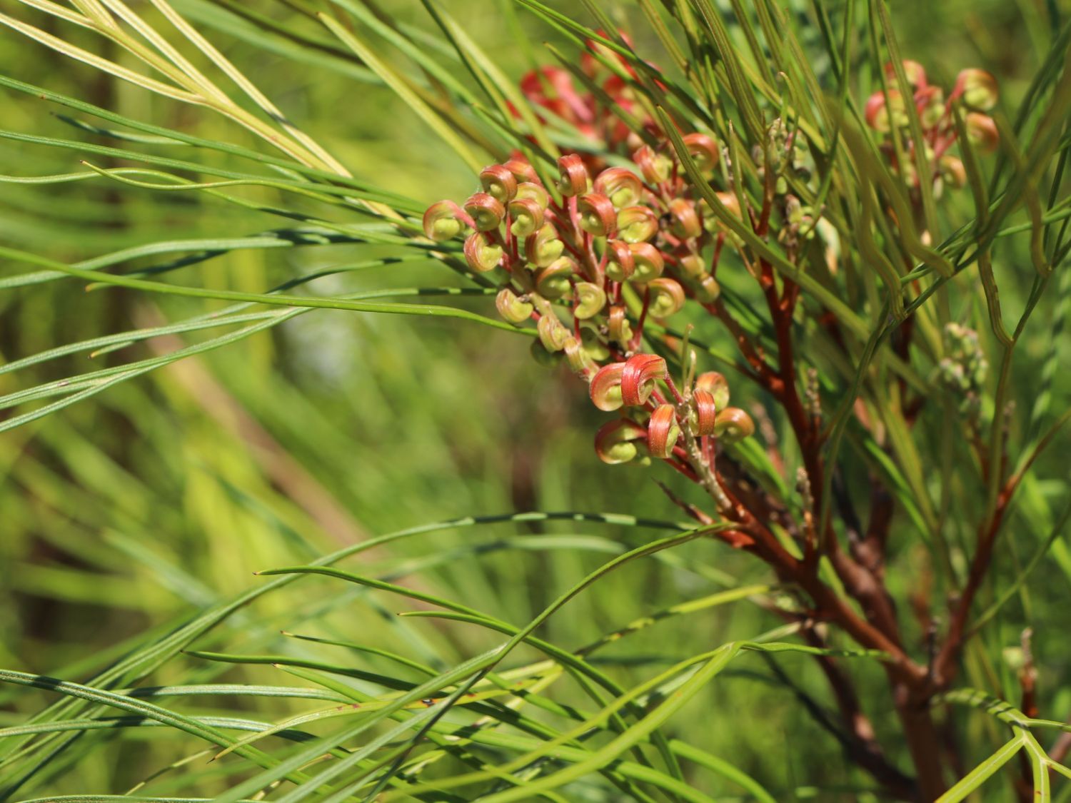 Johnson's Silbereiche - Grevillea johnsonii