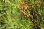 Johnson's Silbereiche - Grevillea johnsonii