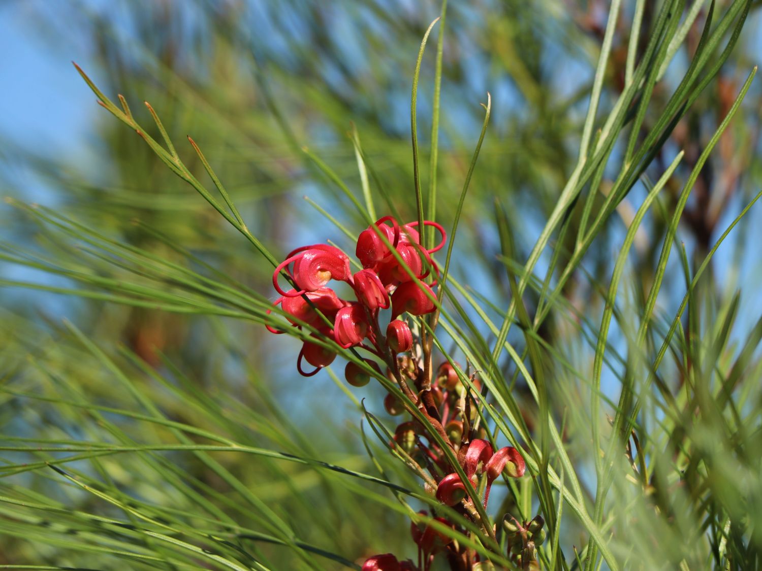 Silberbaumgewächse (Proteaceae)