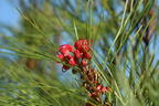 Johnson's Silbereiche - Grevillea johnsonii