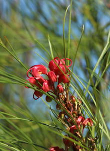 Silberbaumgewächse (Proteaceae)