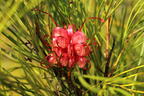 Johnson's Silbereiche - Grevillea johnsonii