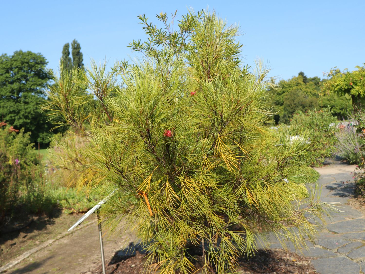 Johnson's Silbereiche - Grevillea johnsonii