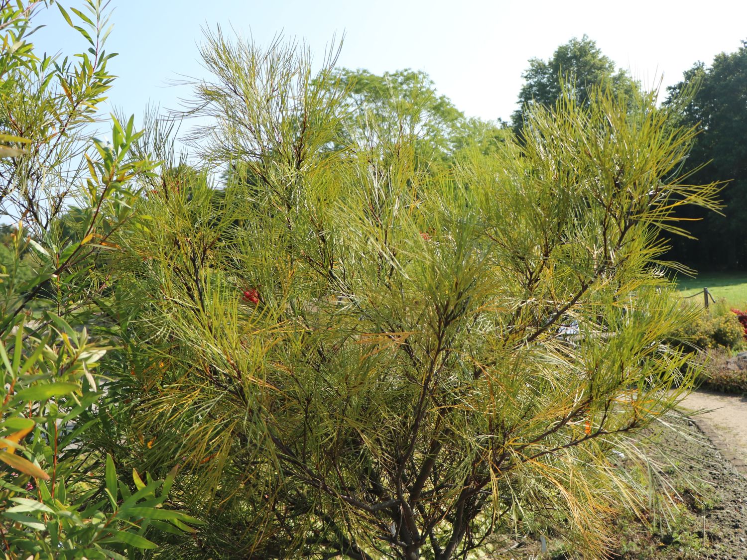 Johnson's Silbereiche - Grevillea johnsonii