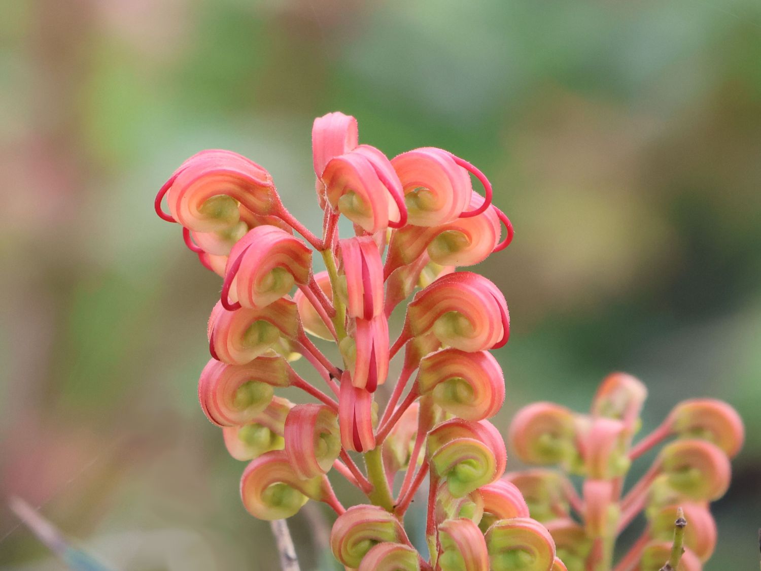 Johnson's Silbereiche - Grevillea johnsonii
