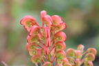 Johnson's Silbereiche - Grevillea johnsonii