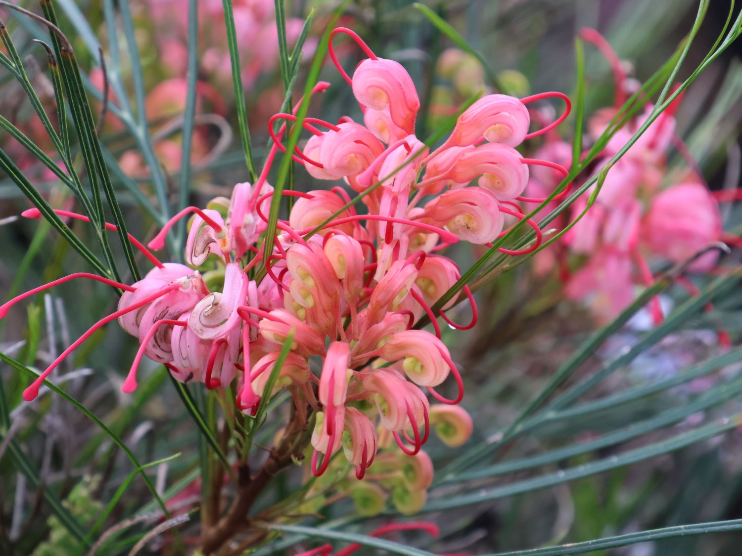 Johnson's Silbereiche - Grevillea johnsonii