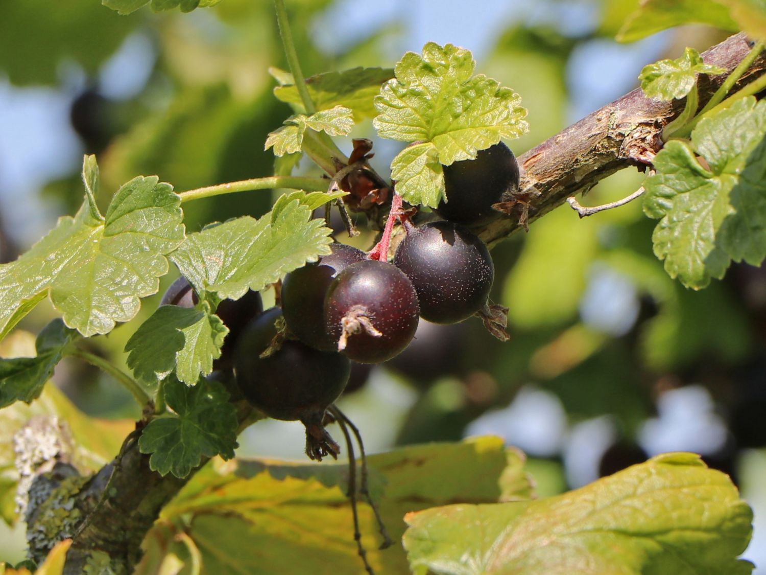 Jostabeere / Jochelbeere - Ribes x nidigrolaria