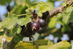 Jostabeere / Jochelbeere - Ribes x nidigrolaria
